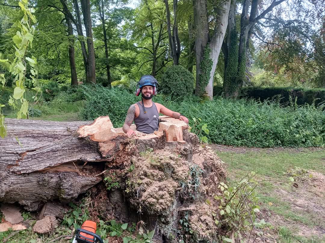 arborist stump grinding