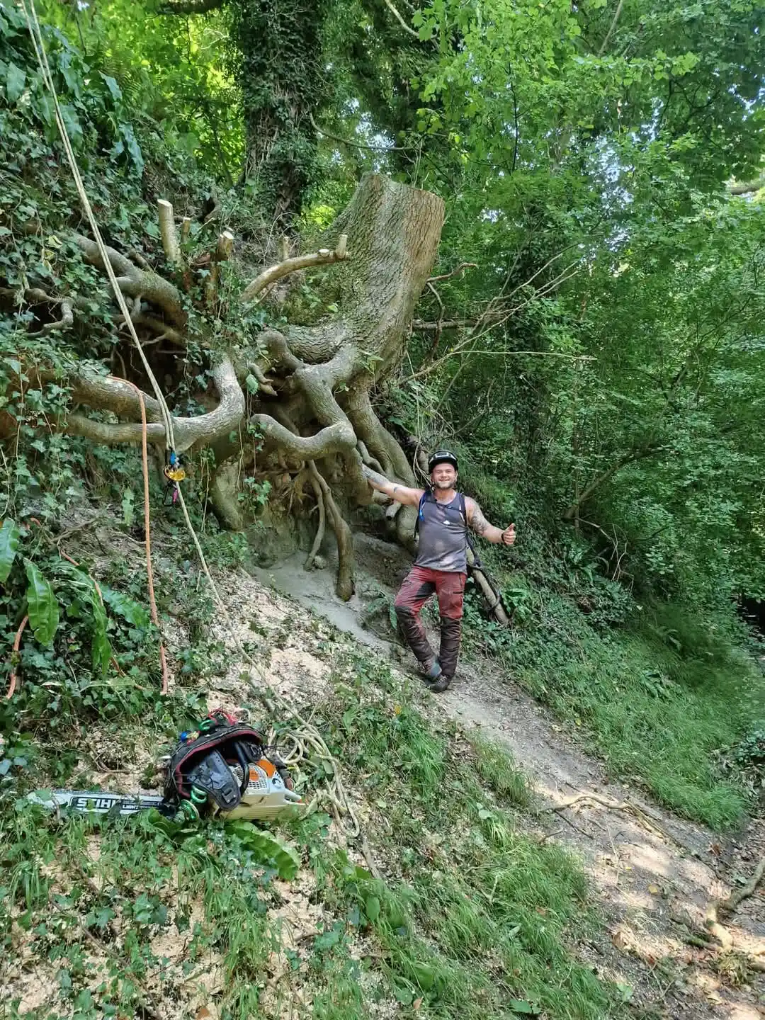 horizon tree care