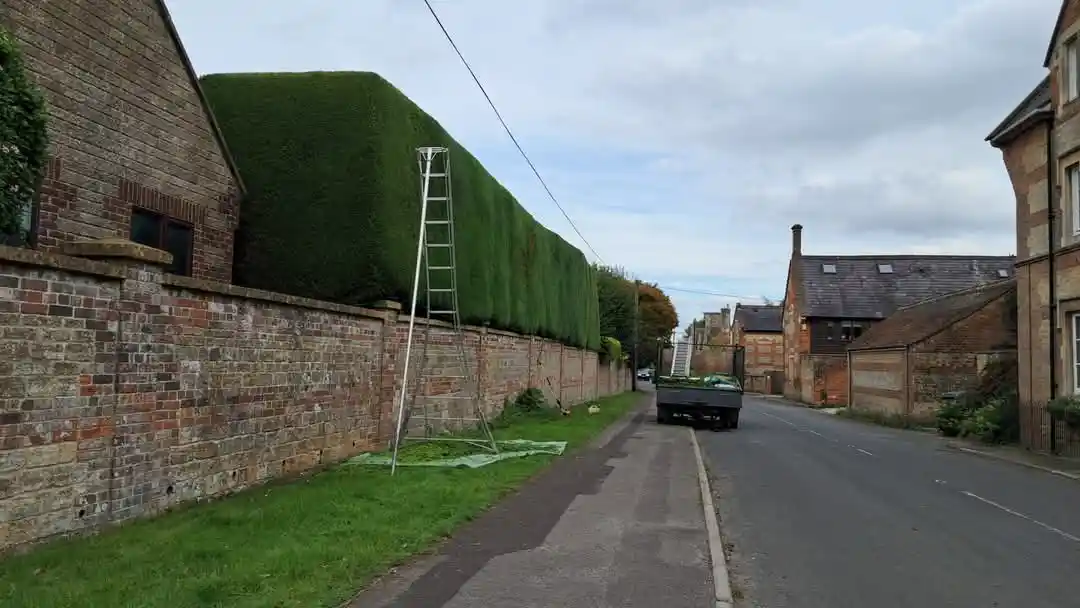 hedge cutting