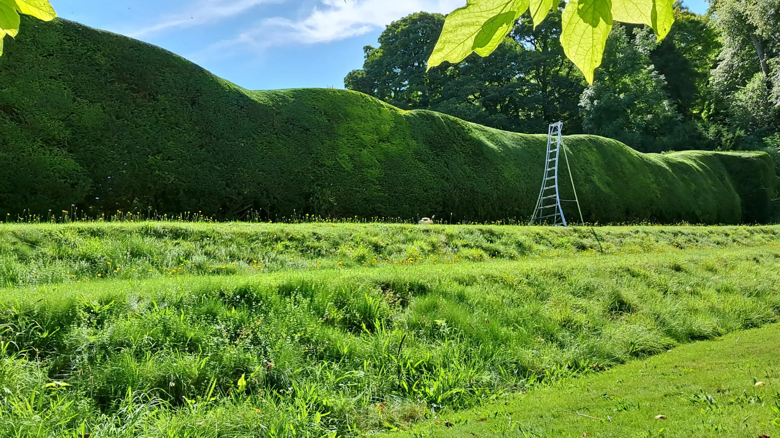 horizon hedge cutting
