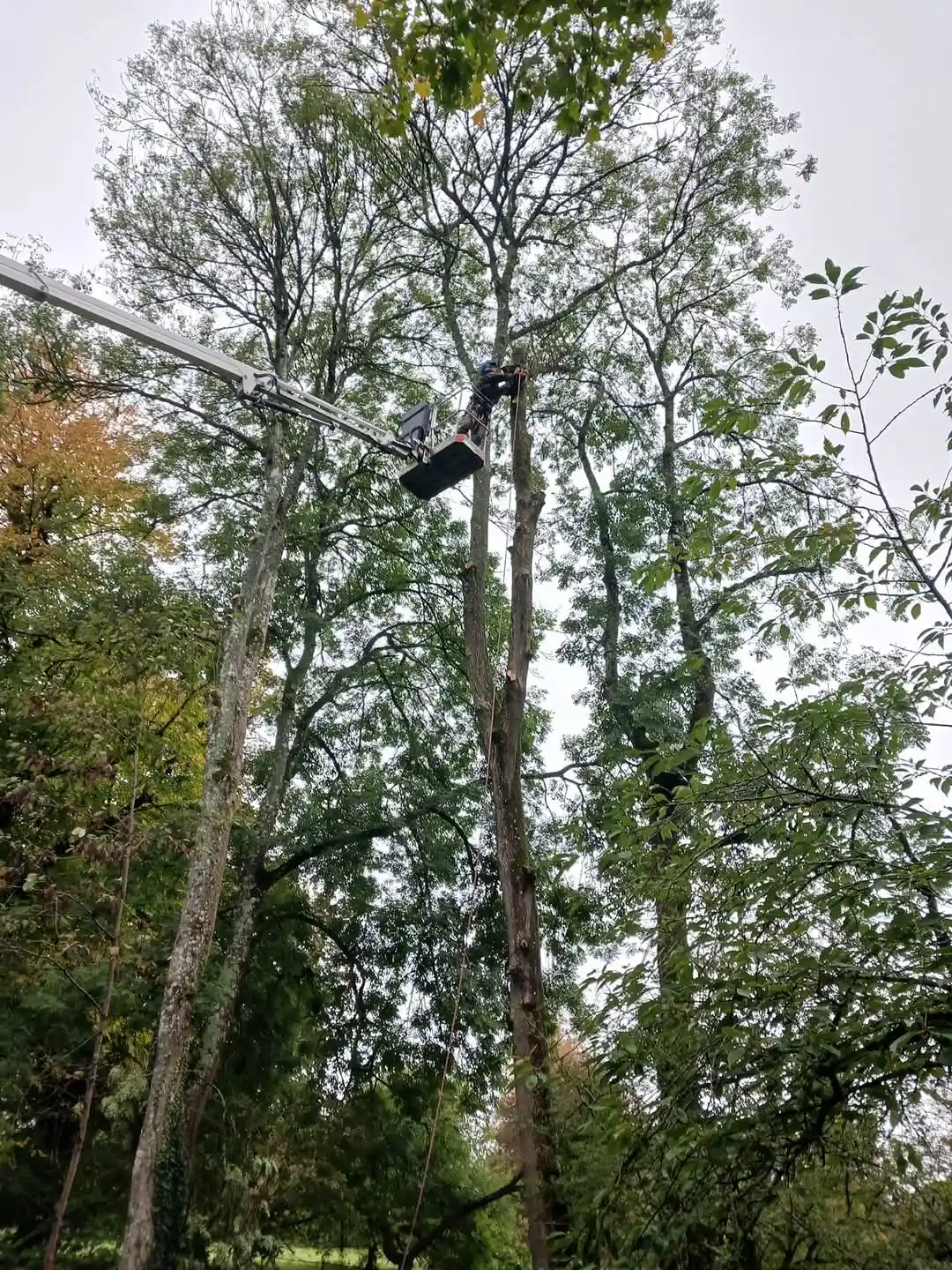 cutting tree with crane