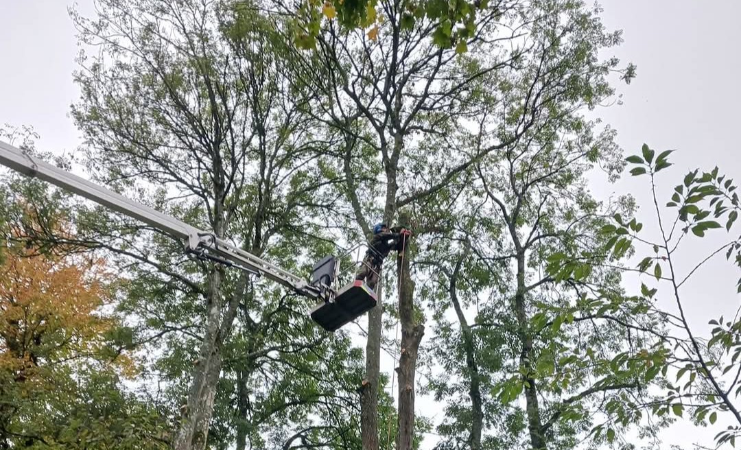 tree reductions crane
